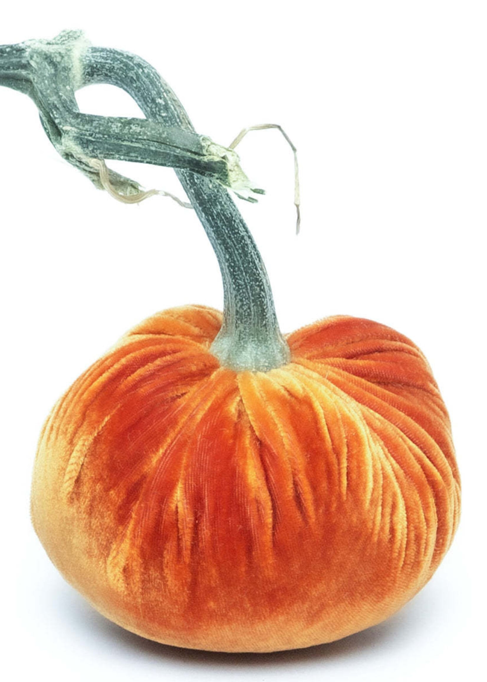 Hot Skwash Persimmon 3” Velvet Pumpkin