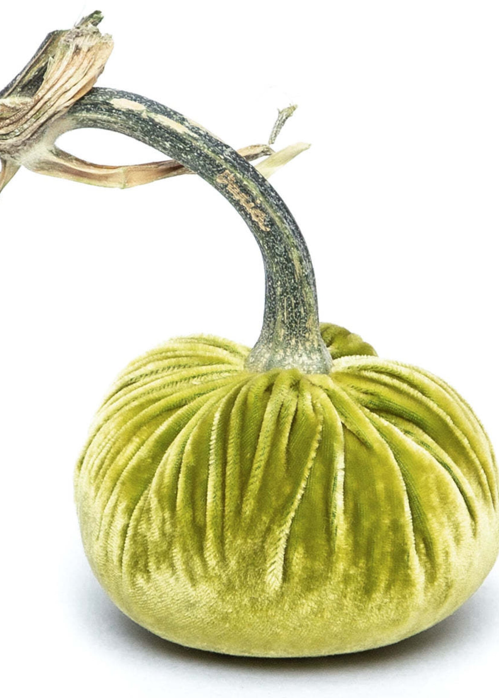 Hot Skwash Chartreuse 3” Velvet Pumpkin