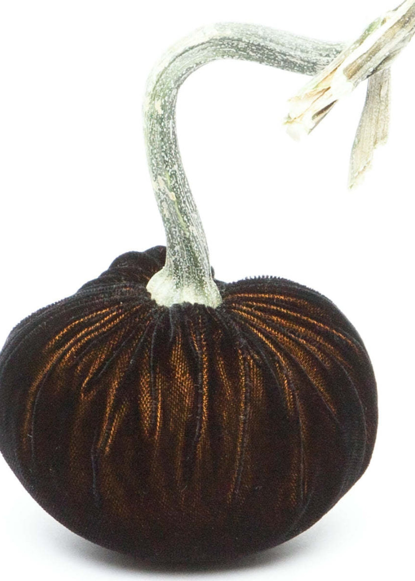 Hot Skwash Black Gold 3” Velvet Pumpkin