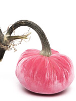 Hot Skwash Bubblegum 3” Velvet Pumpkin