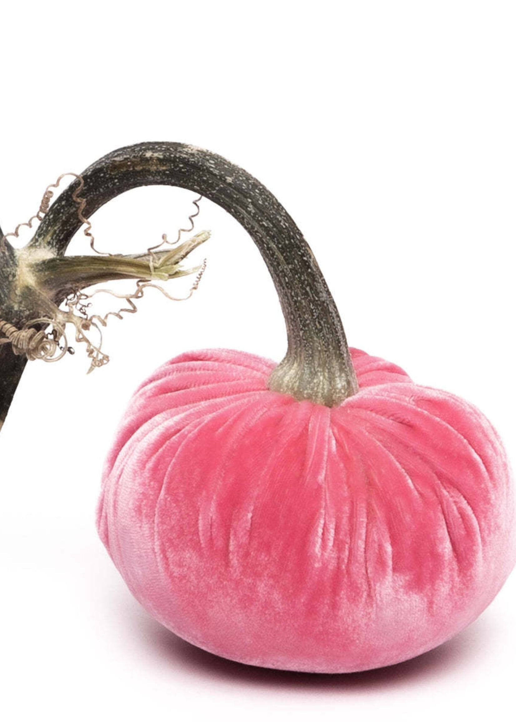 Hot Skwash Bubblegum 3” Velvet Pumpkin