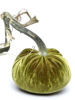 Hot Skwash Cactus Velvet Pumpkin