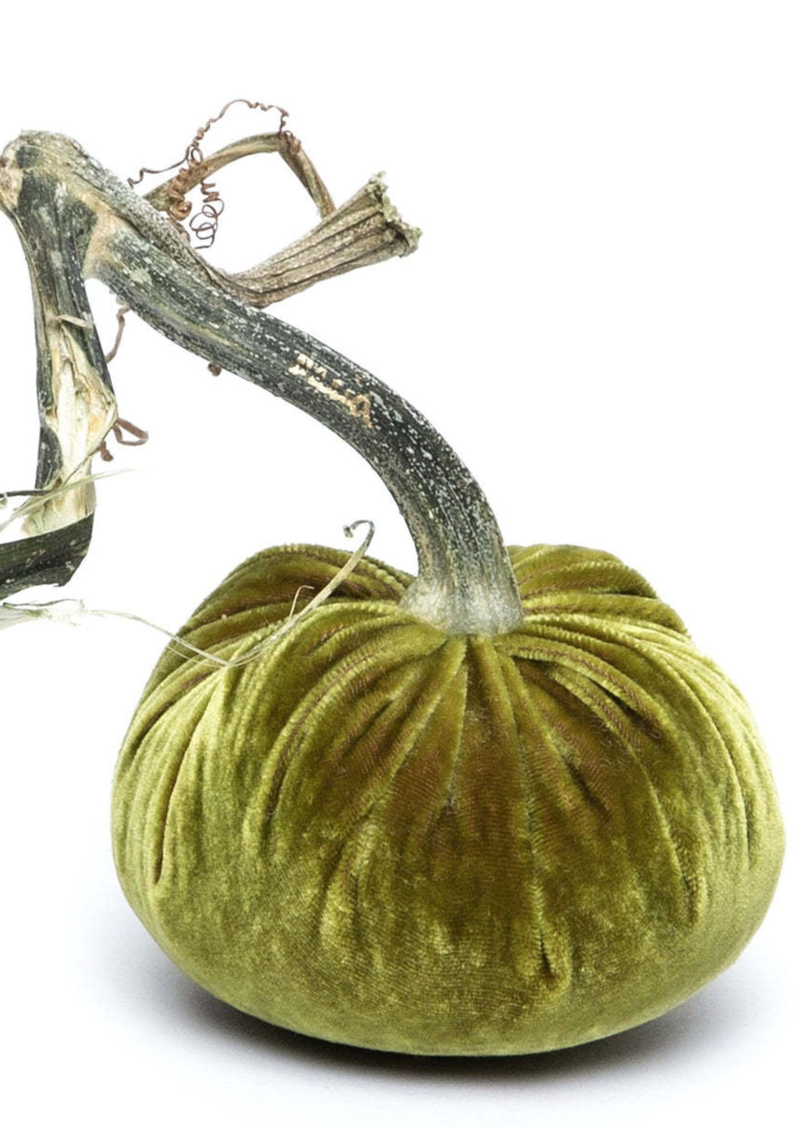 Hot Skwash Cactus Velvet Pumpkin