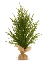 RAZ Imports RAZ - 24" Potted Norfolk Pine Tree - 4641814