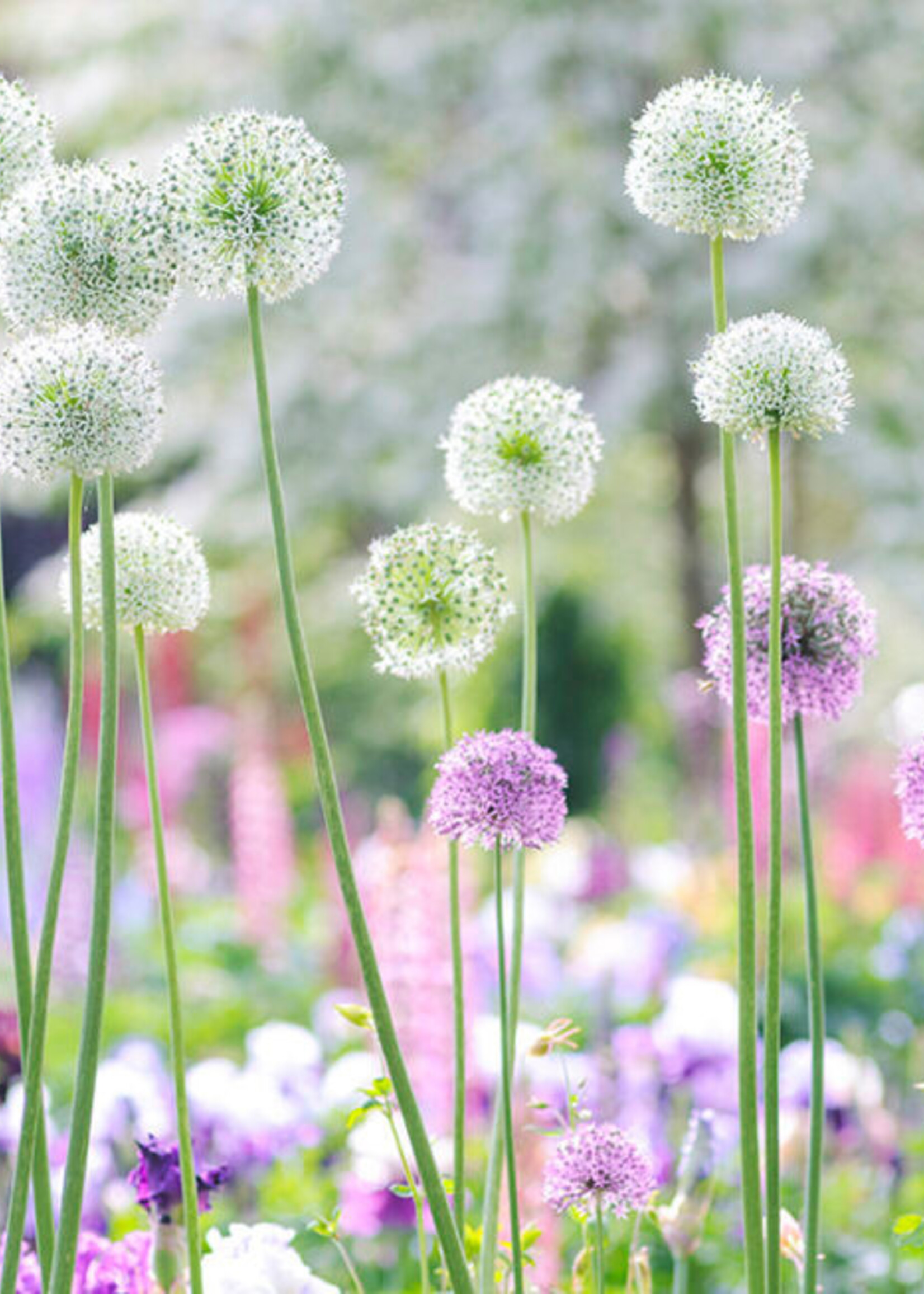 Gibbs Smith Beautiful Blooms Book Gerofianna Lane Gibbs Smith