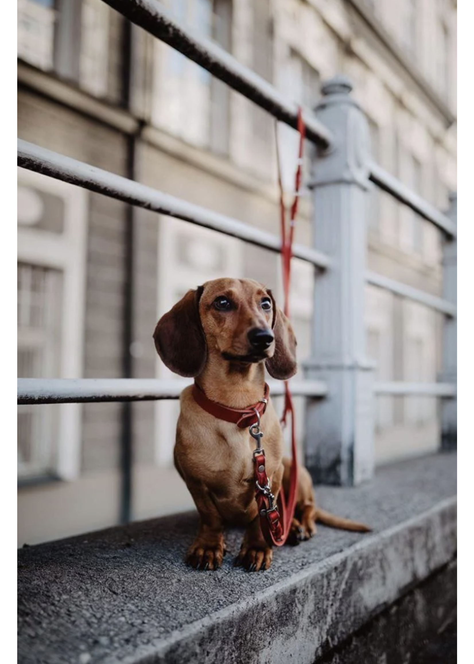 Butter Leather Dog Collar