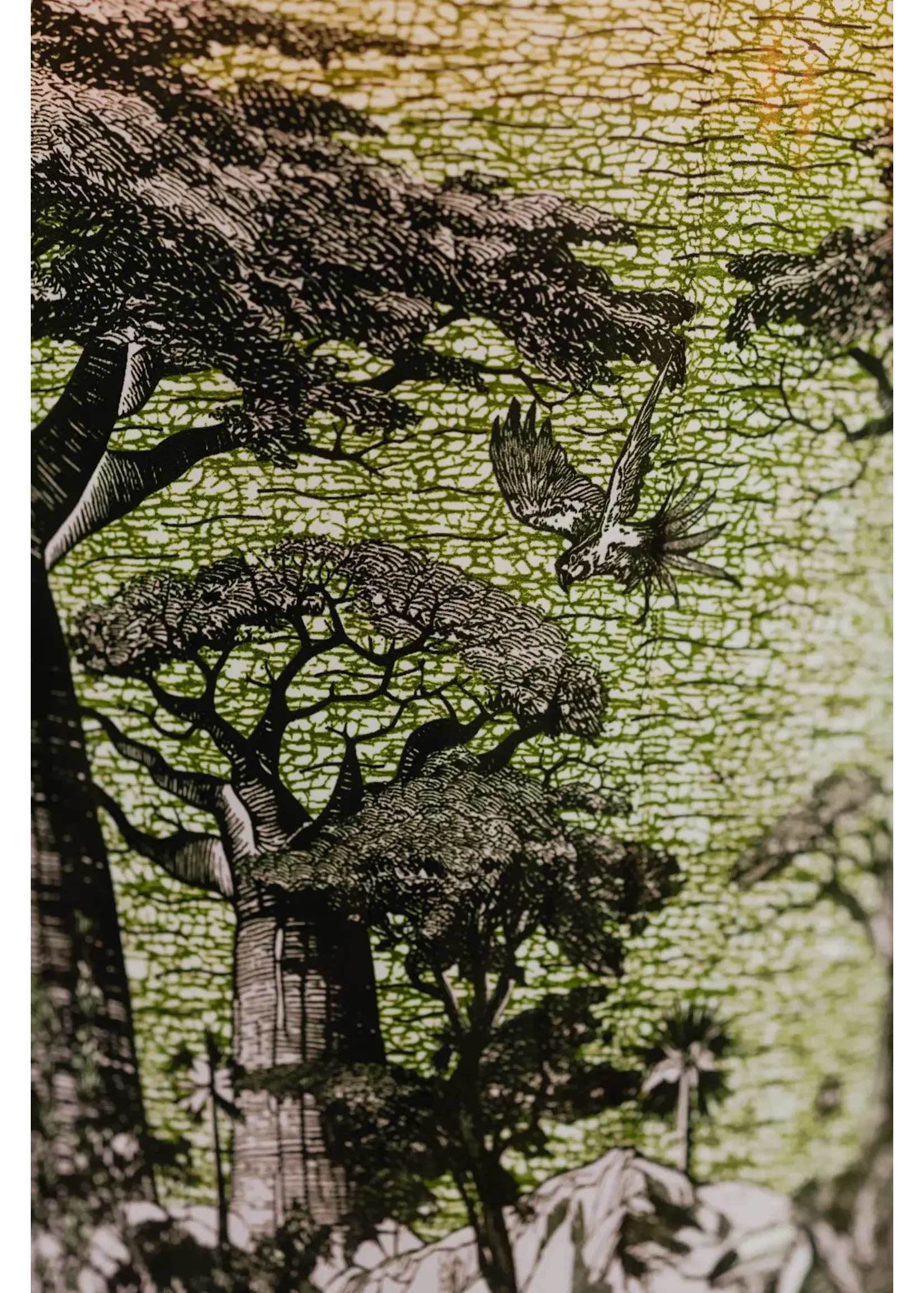 Baobab Sacred Trees Touba (Max 10)