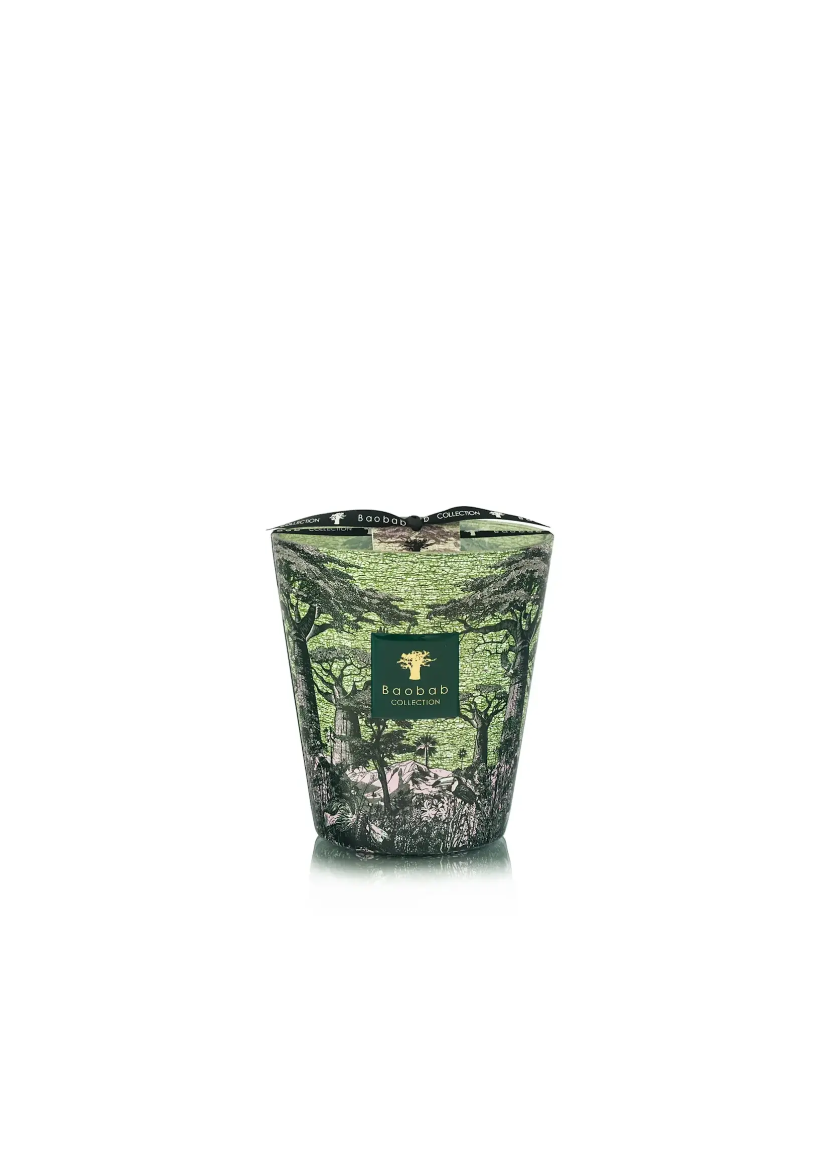 Baobab Sacred Trees Touba (Max 16)