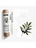 Coloready Olive Branch Botanical