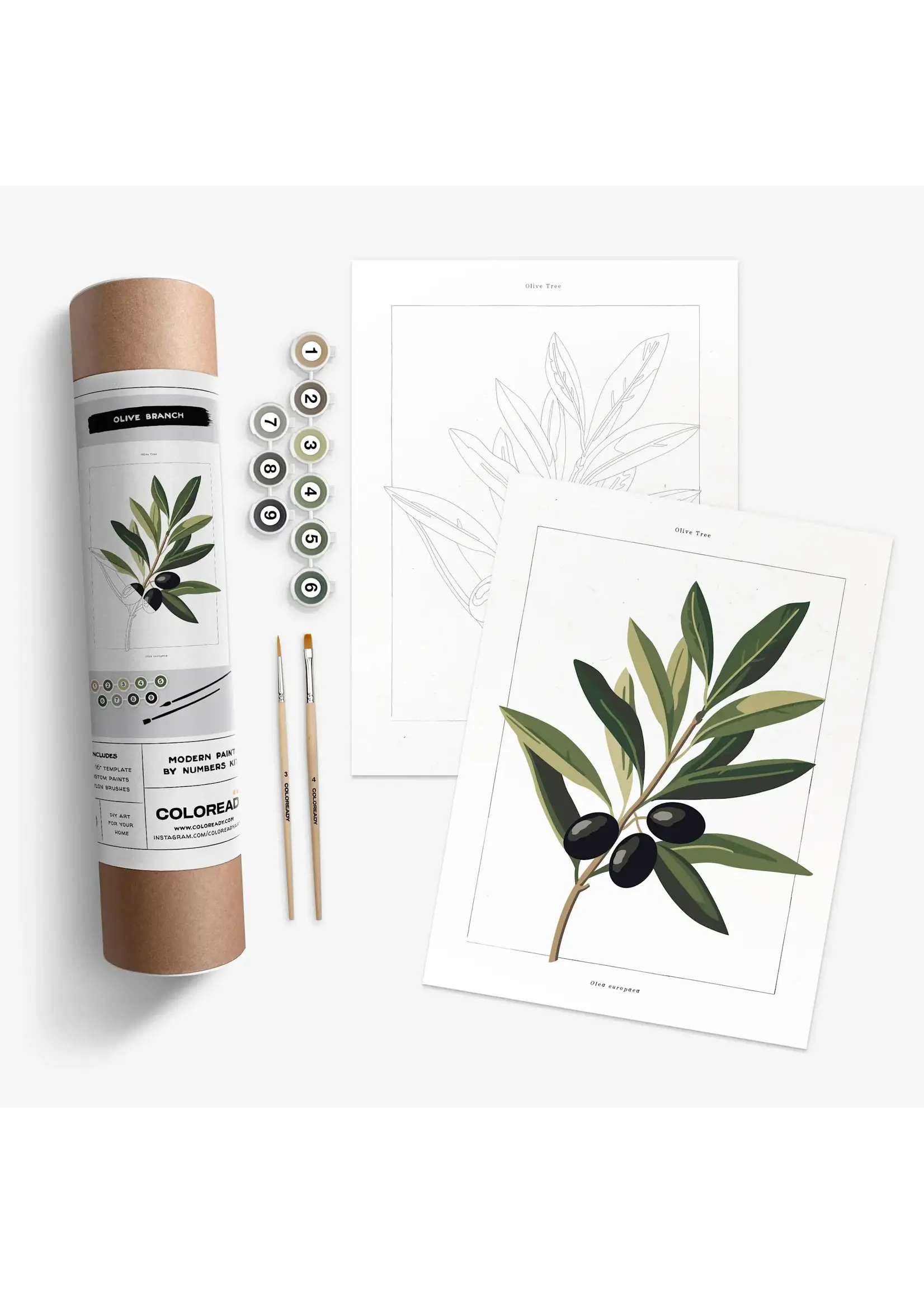 Coloready Olive Branch Botanical