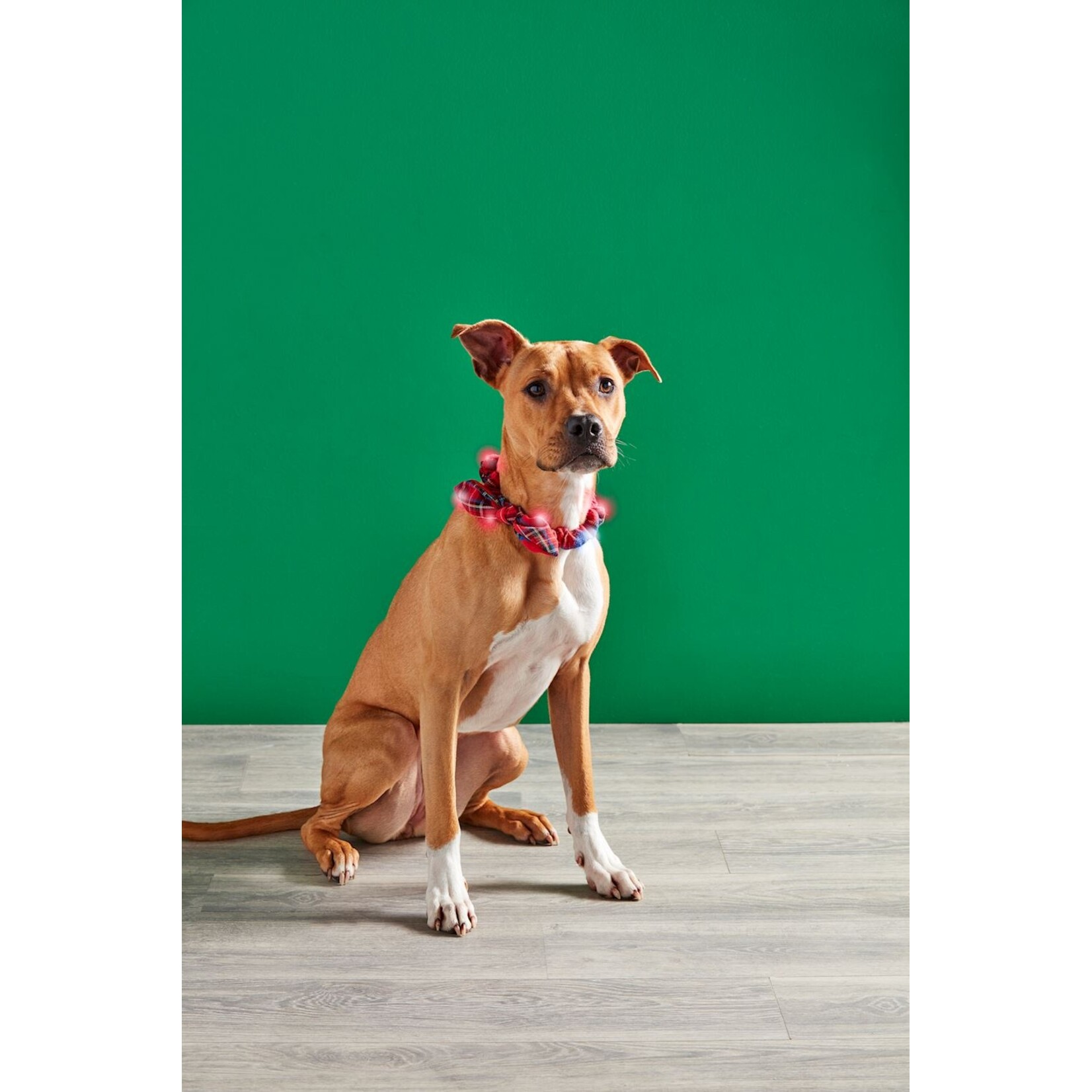 Mud Pie Tartan Light Up Dog Collar