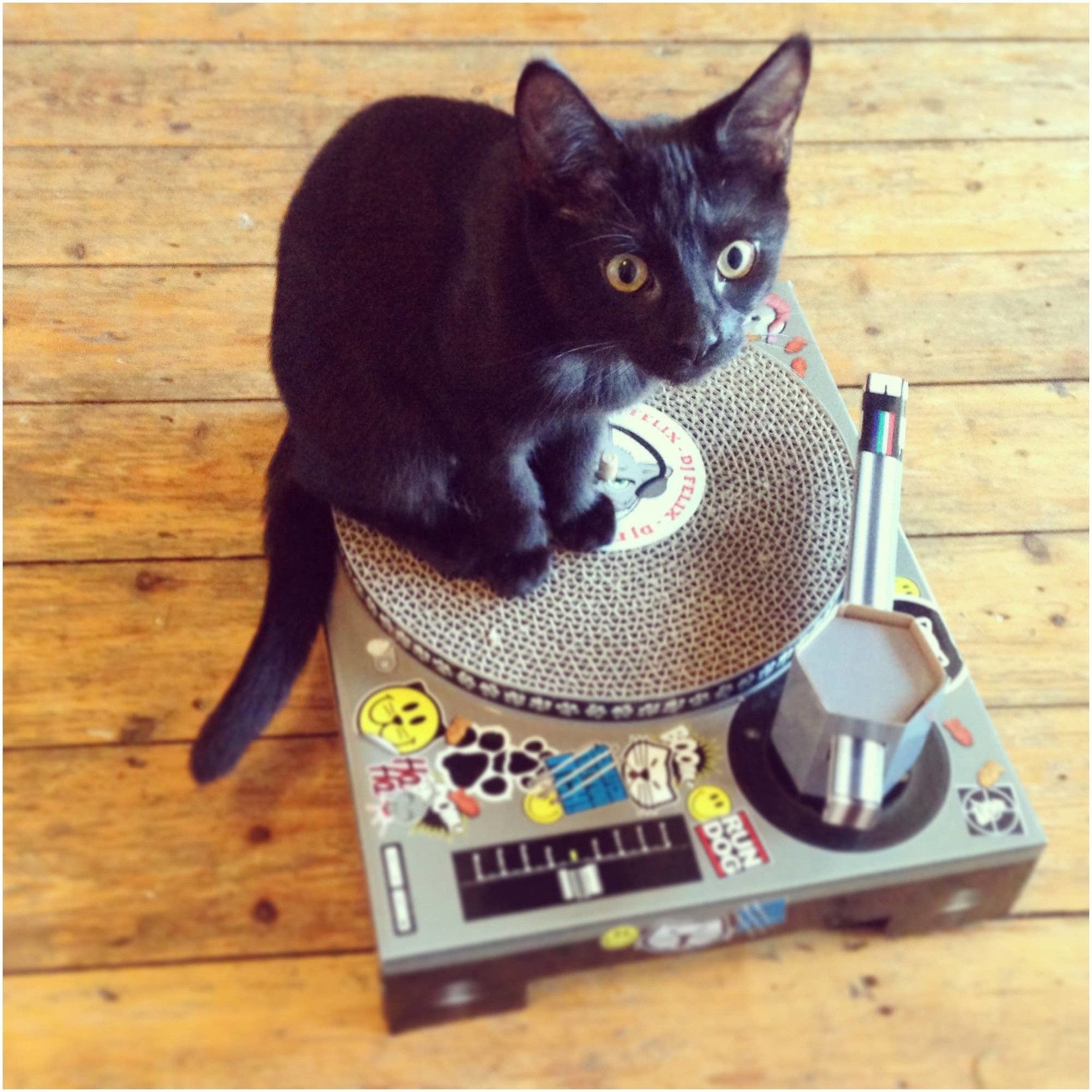 SUCK US Cat Scratch DJ Decks