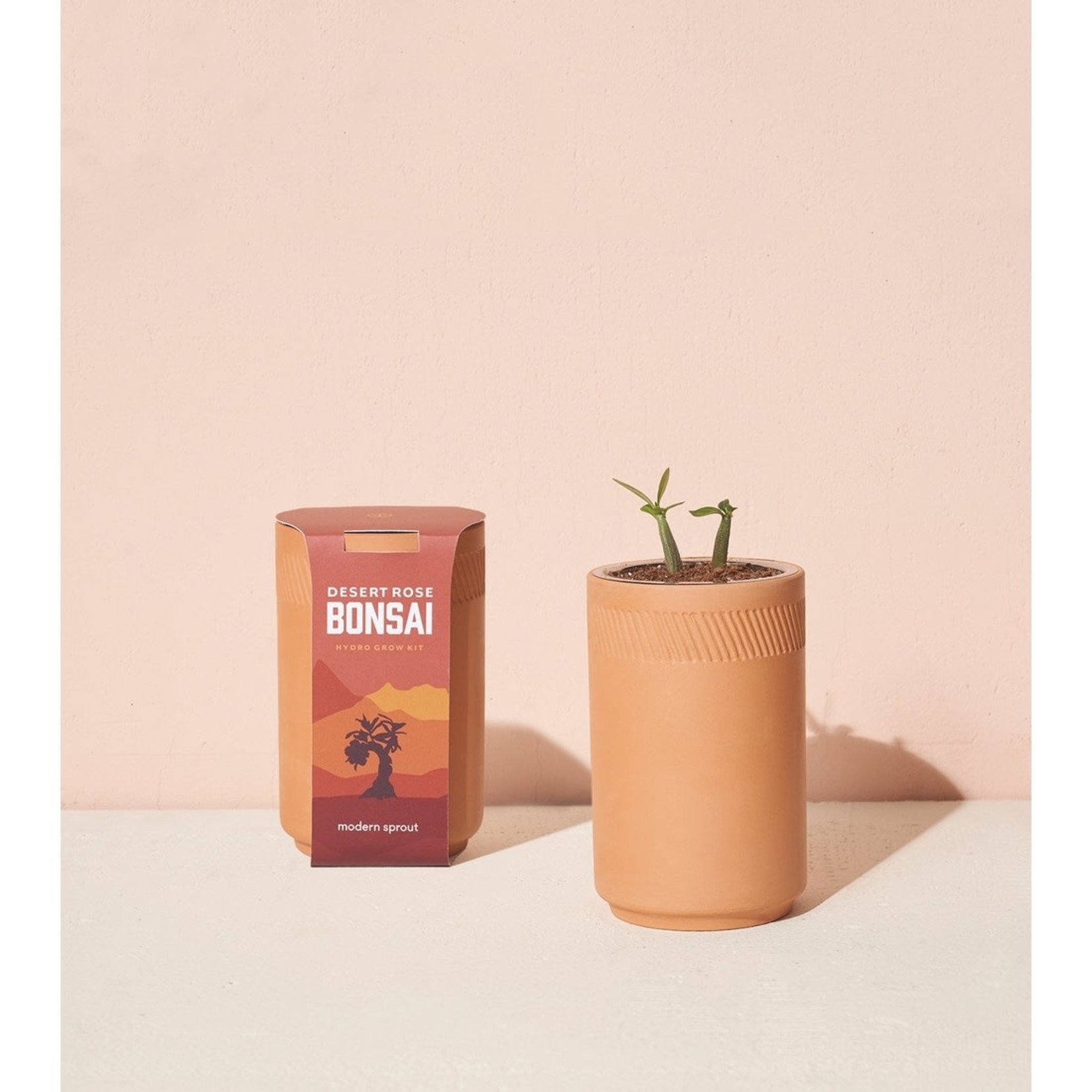 Modern Sprout Terracotta Kit - Desert Rose Bonsai