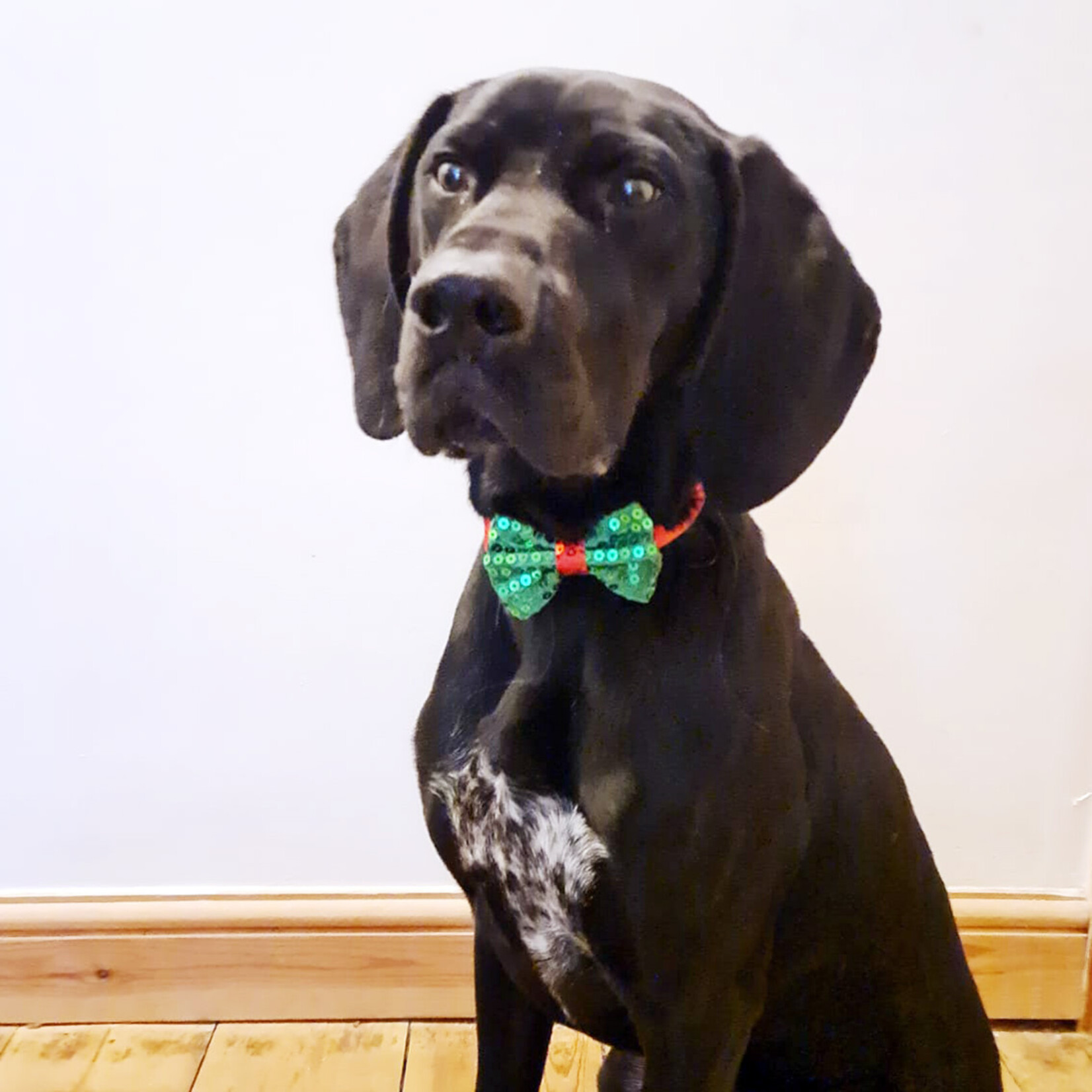 Talking Tables Christmas Dog Bow Tie