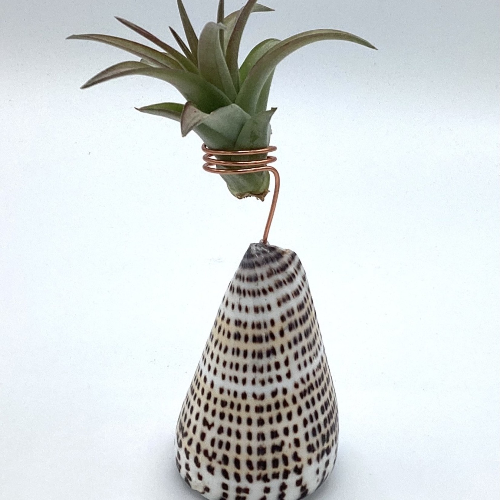 Waipua Gardens Cone Shell Air Plant