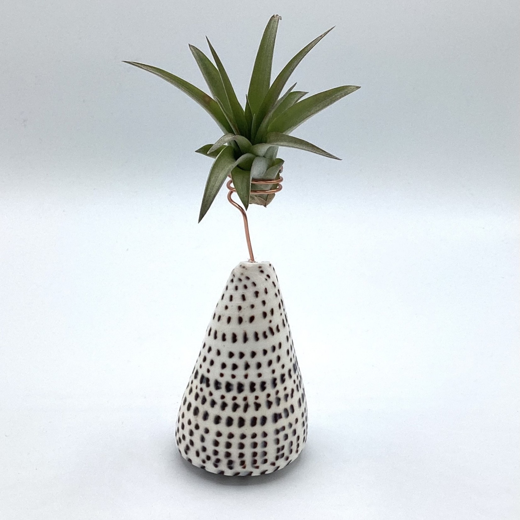 Waipua Gardens Cone Shell Air Plant