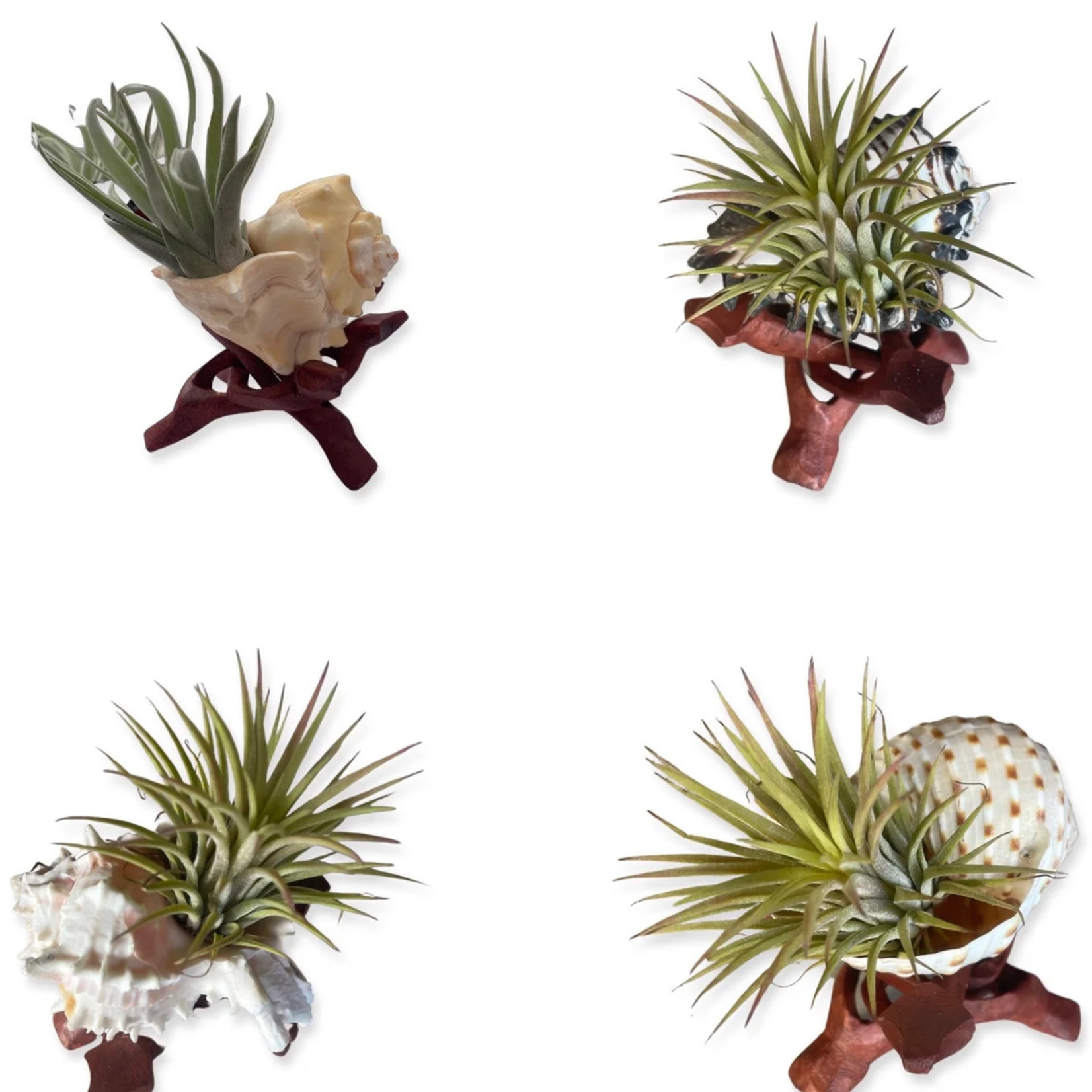 Waipua Gardens Assorted Shell Airplant w/ Stand