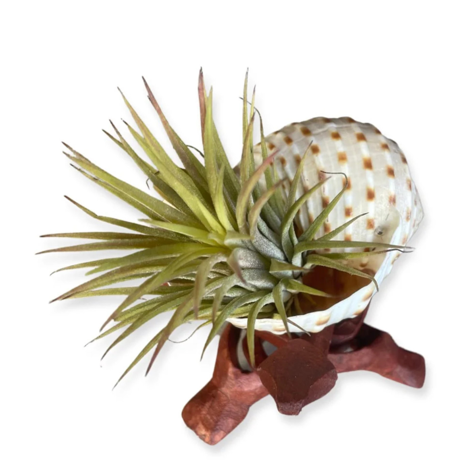 Waipua Gardens Assorted Shell Airplant w/ Stand