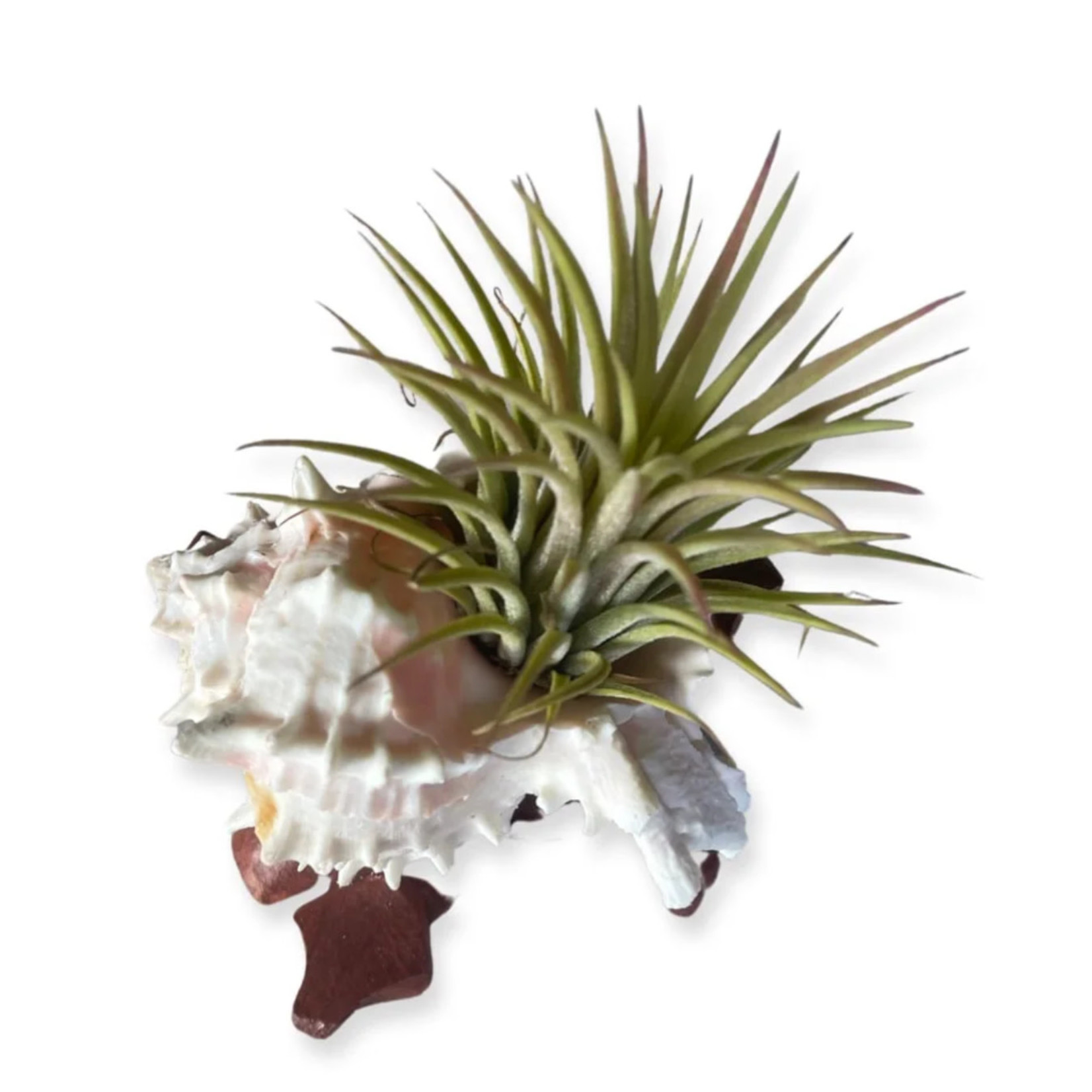 Waipua Gardens Assorted Shell Airplant w/ Stand