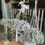 Waipua Gardens Large Macrame Xero