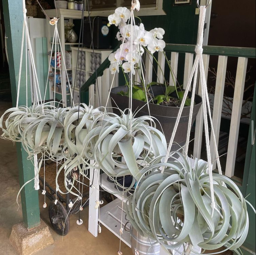 Waipua Gardens Large Macrame Xero Alakoko Shop