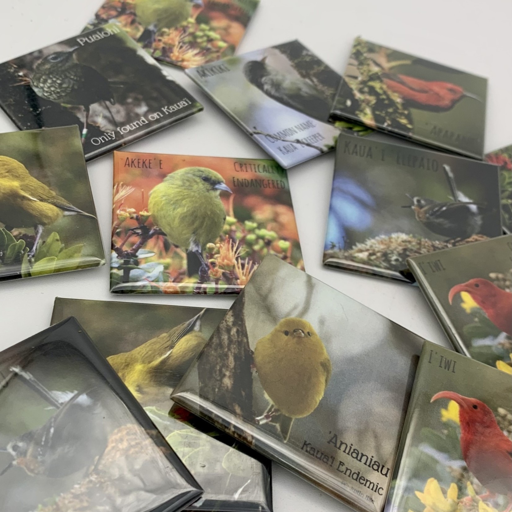 Kaua'i Forest Bird Recovery Project Kauai Forest Bird Magnets