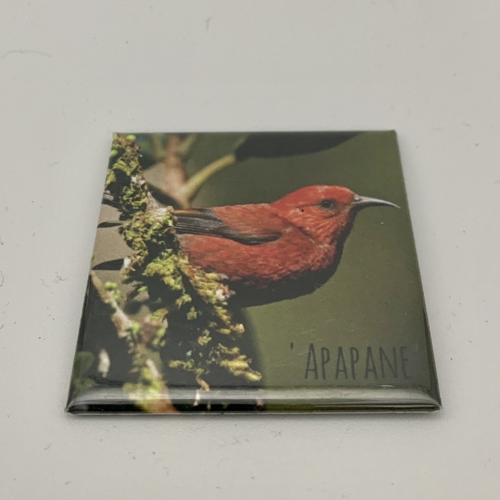 Kaua'i Forest Bird Recovery Project Kauai Forest Bird Magnets