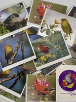 Kaua'i Forest Bird Recovery Project Asst. Kaua’i Forest Bird Notecard w/envelope