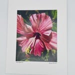 Susan Carlisle Pink Hibiscus Print
