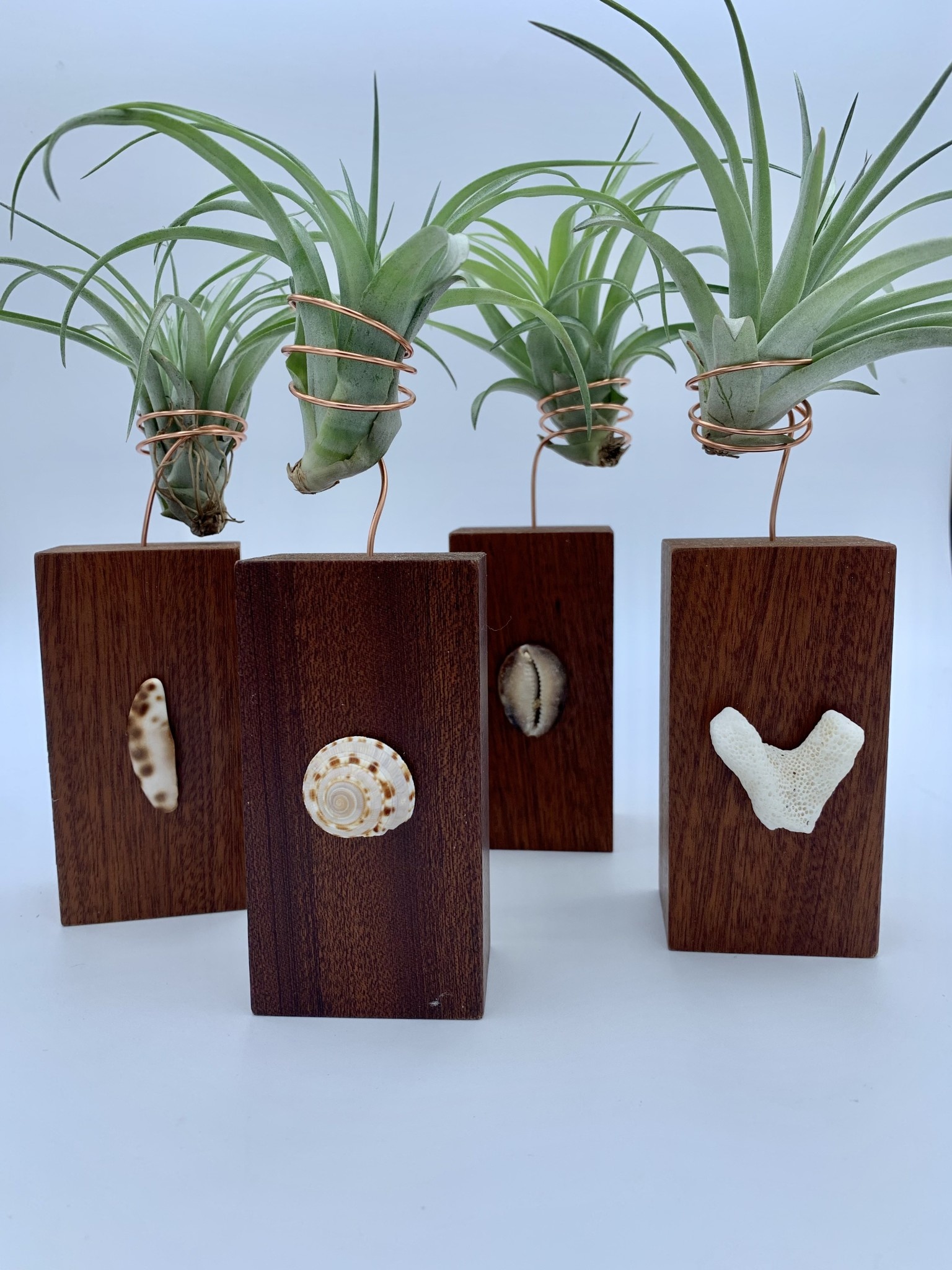 Waipua Gardens Reclaimed Wood w/Kaua’i Shell Airplant Holder Alakoko Shop