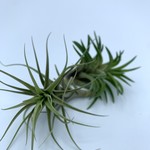 Little McKfarm Little McKFarm Airplant