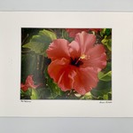 Susan Carlisle Red Hibiscus Print