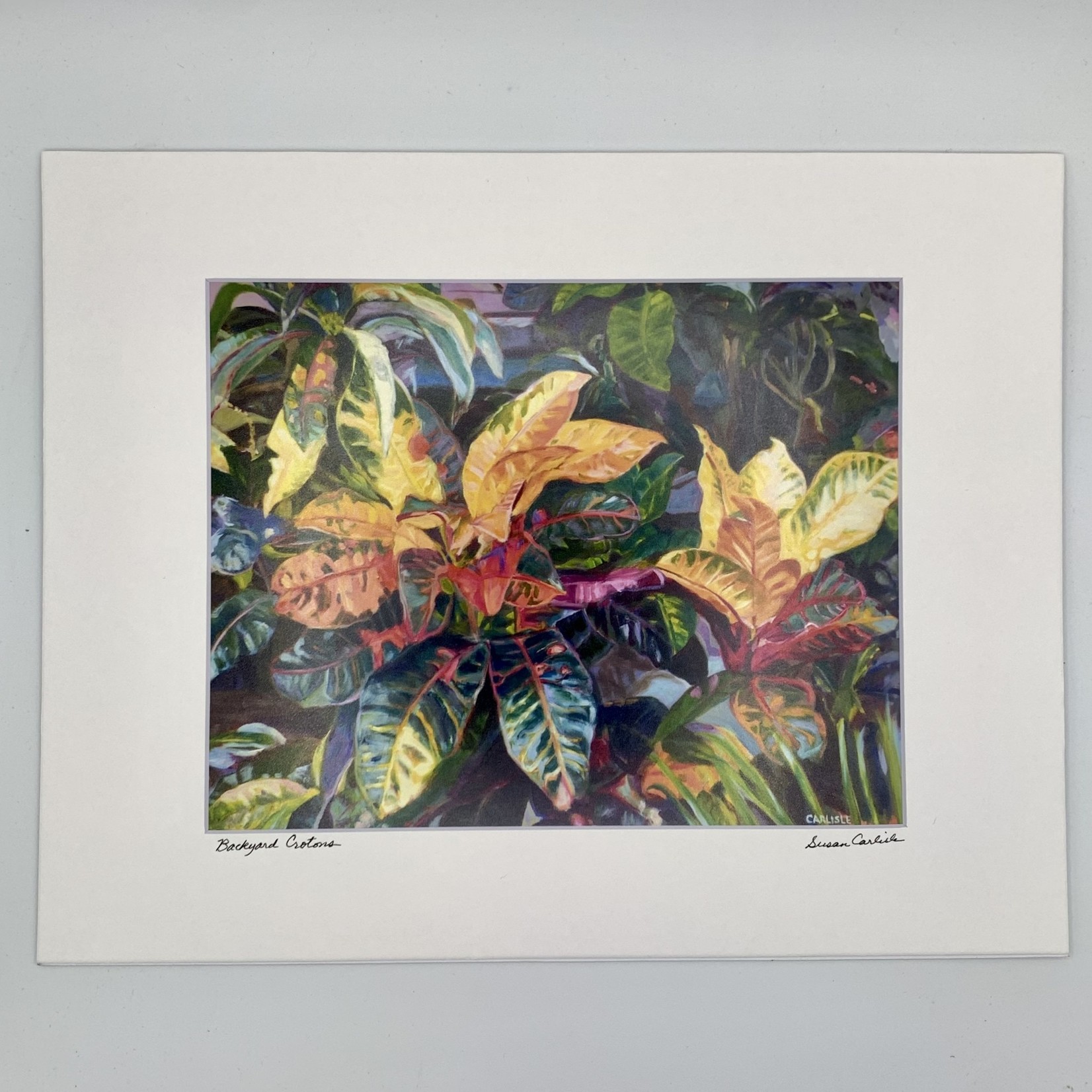 Susan Carlisle Backyard Crotons