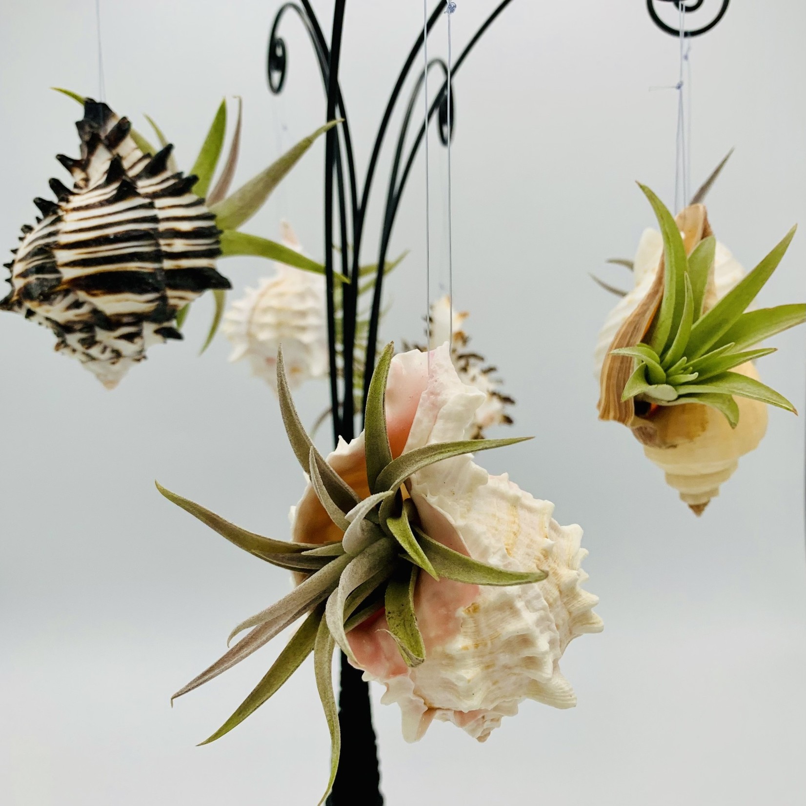 Waipua Gardens Assorted Shell Airplant Ornament