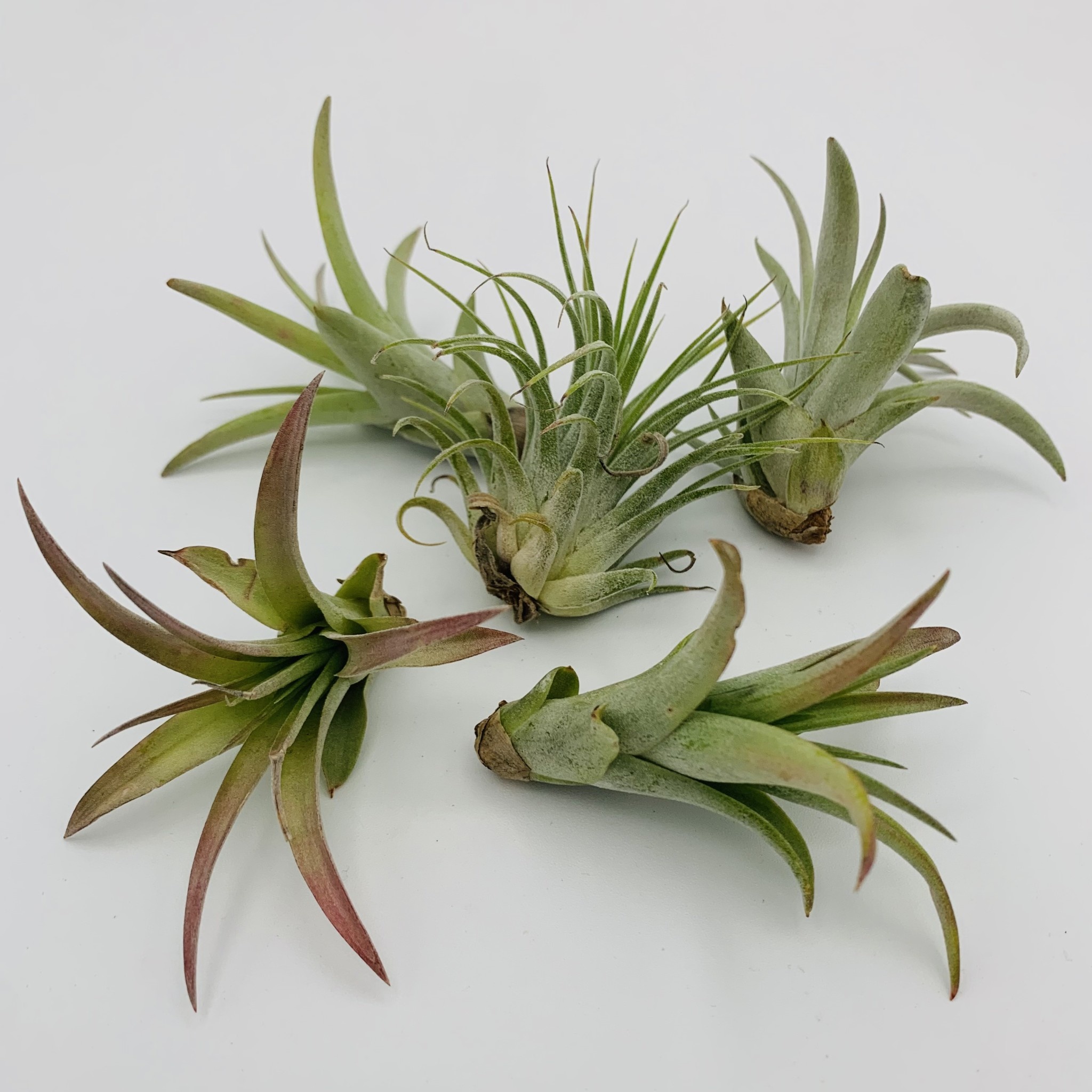 Waipua Gardens Air Plant (Loose) Alakoko Shop
