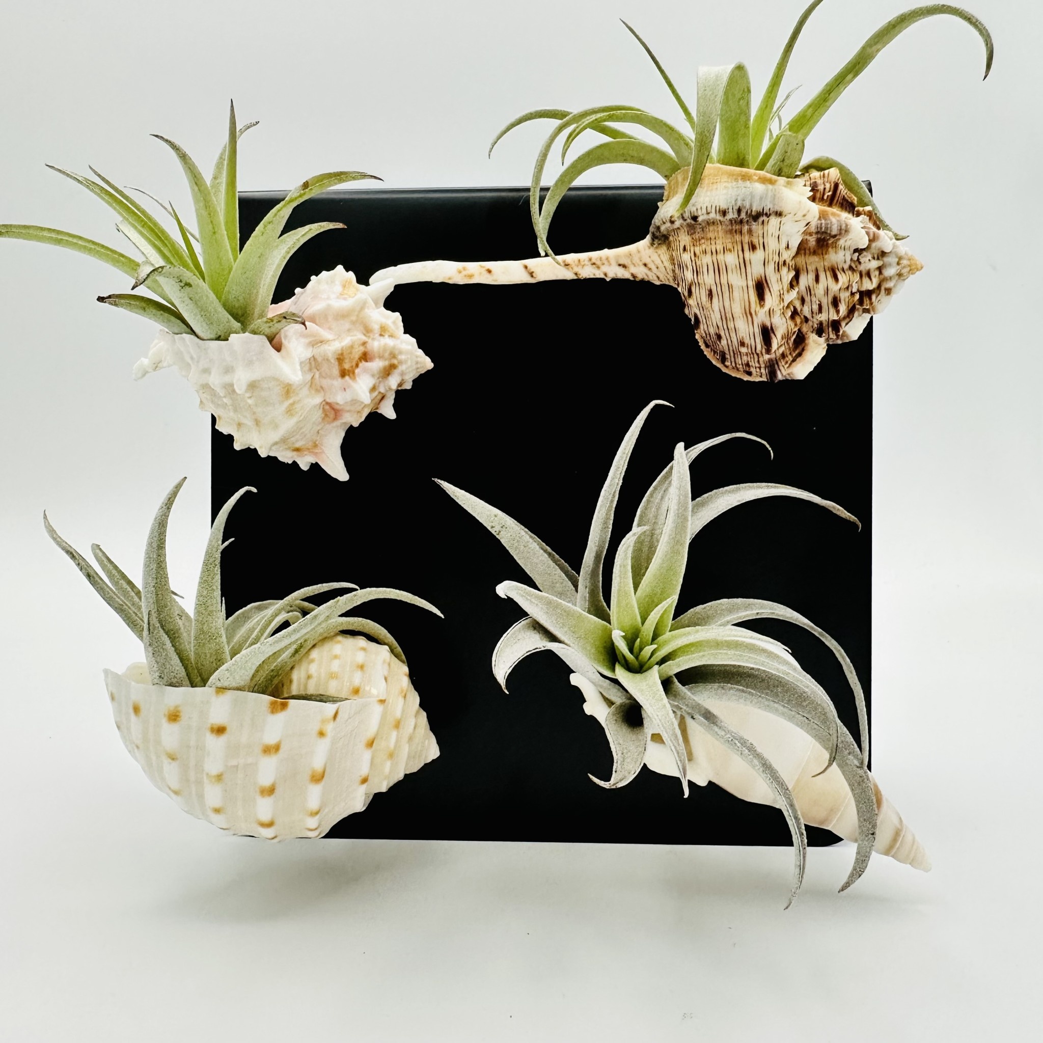 Waipua Gardens Assorted Shell Alakoko Shop