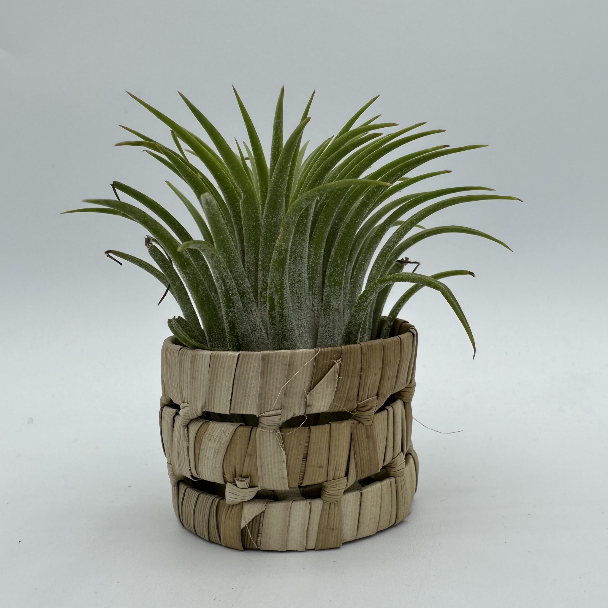 Waipua Gardens Lauhala Basket Airplant Alakoko Shop