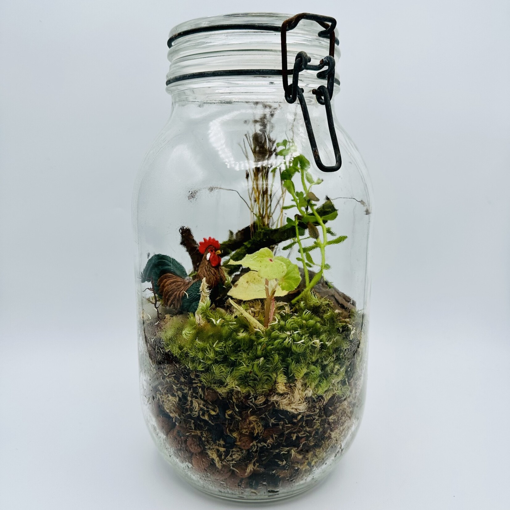 Terrarium Moss | 1 Square Foot