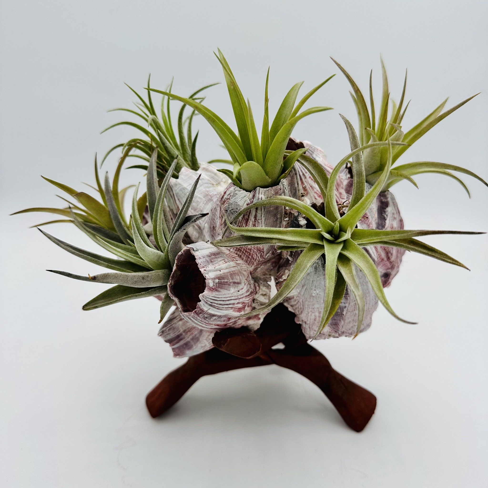 Waipua Gardens Barnacle on Stand Alakoko Shop