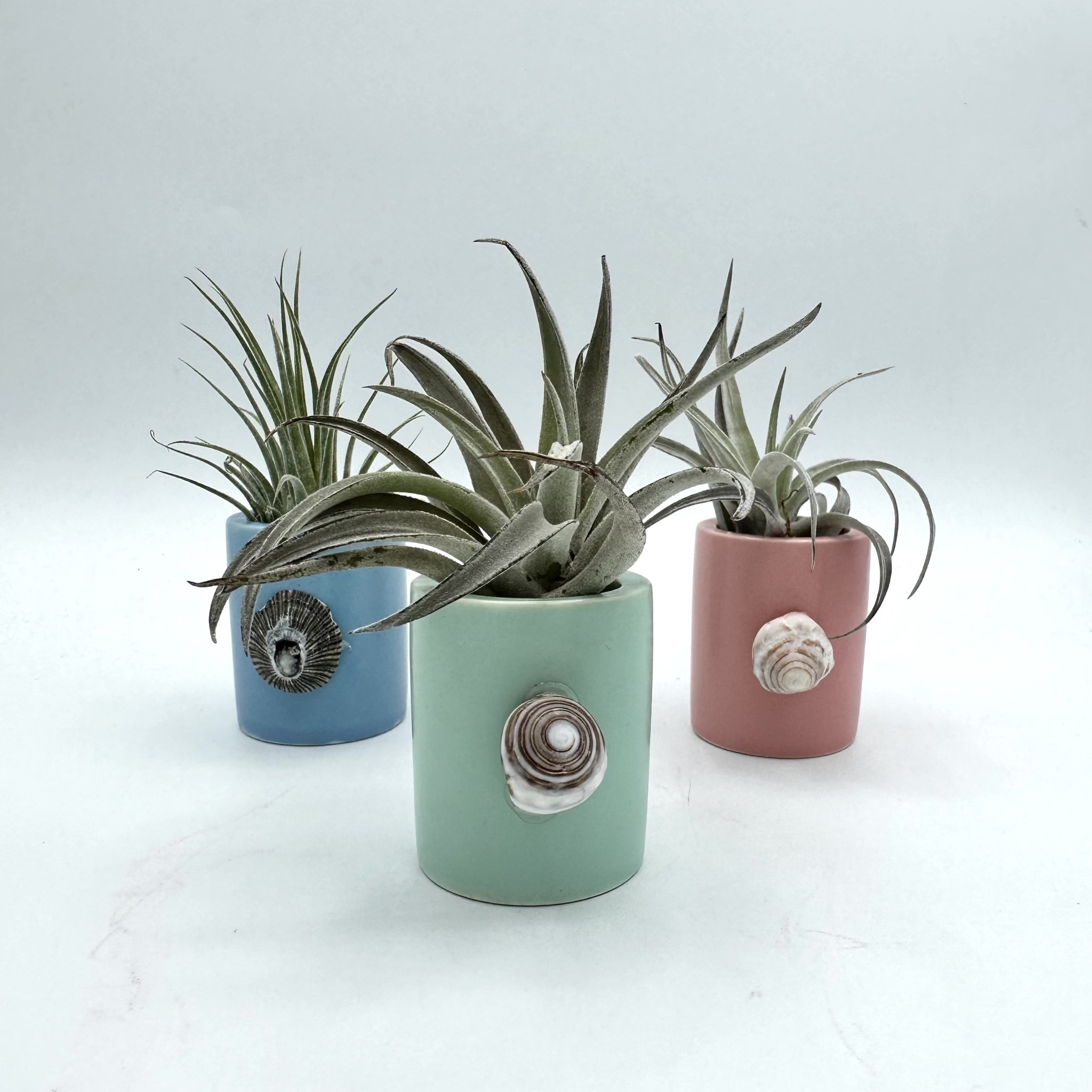 Waipua Gardens Assorted Ceramic with Kaua’i Shell Alakoko Shop