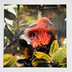 Kaua'i Forest Bird Recovery Project 8” x 8” Metal Print - Apapane by Graham Talaber