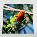 Kaua'i Forest Bird Recovery Project 8” x 8” Metal Print - I’iwi by Graham Talaber