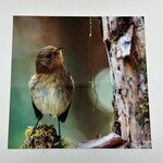 Kaua'i Forest Bird Recovery Project 8” x 8” Metal Print - Kaua’i Elepaio by Luke Evslin