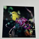 Kaua'i Forest Bird Recovery Project 8” x 8” Metal Print - Kaua‘I Amakihi by Luke Evslin