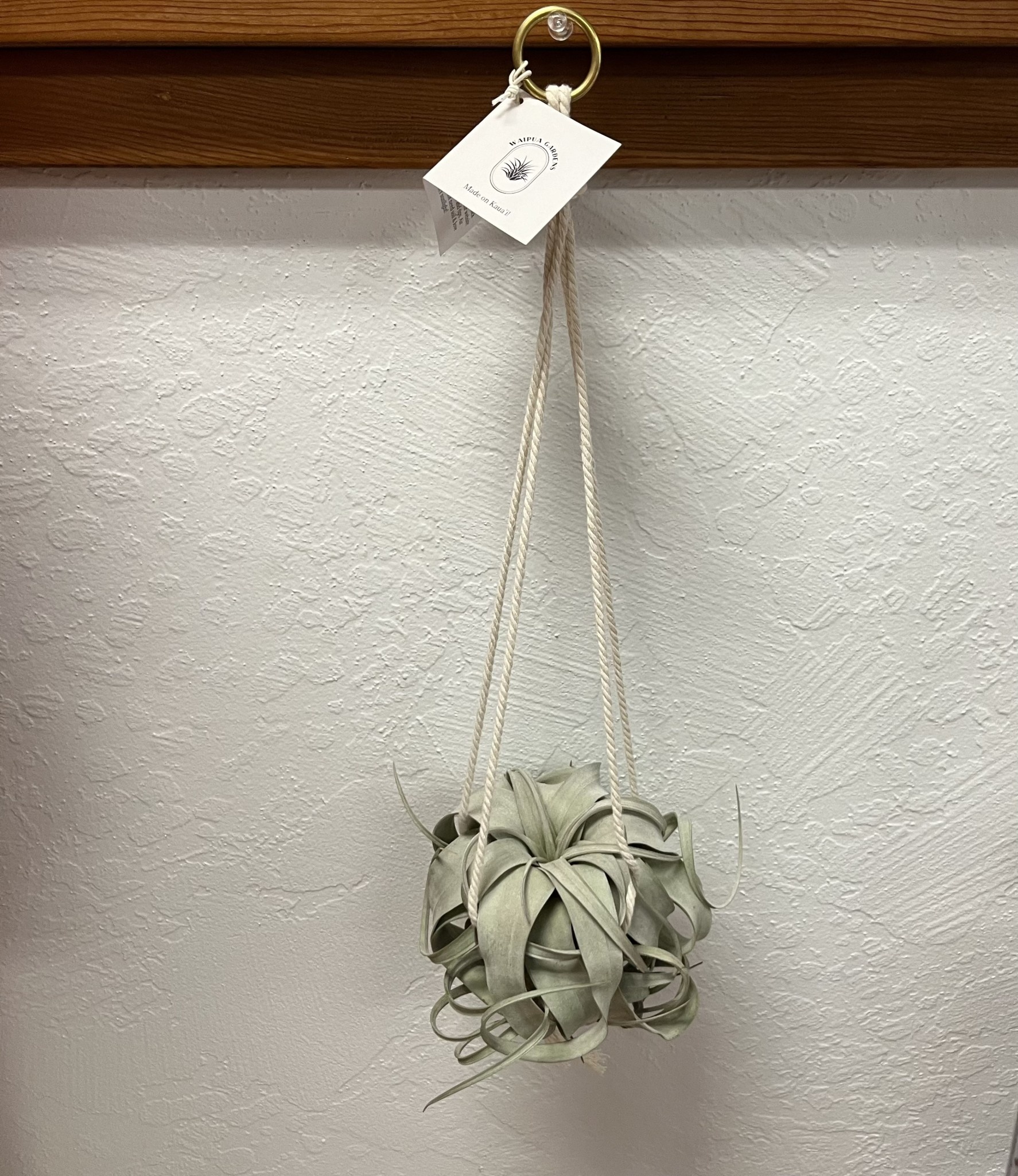 Waipua Gardens Macrame Medium Hanger Plant Alakoko Shop