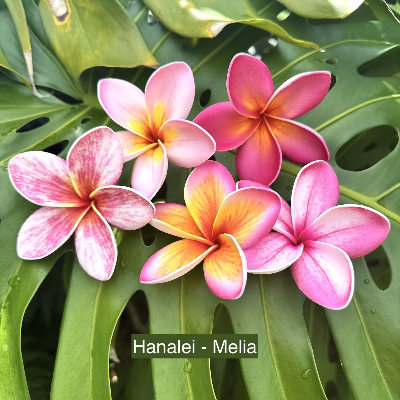 Puka Surf Co. Hawaii Hanalei - 3” Plumeria Hairpick