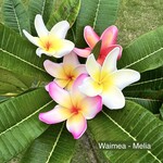 Puka Surf Co. Hawaii Waimea - 3.75” Plumeria Hairpick
