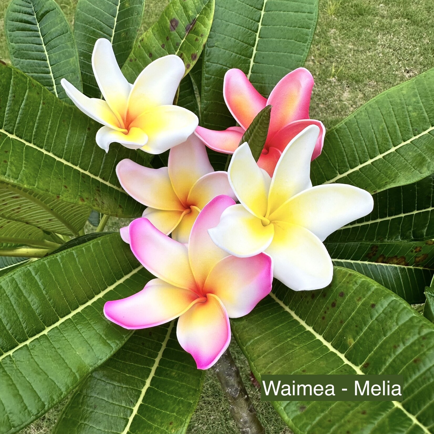 Puka Surf Co. Hawaii Waimea - 3.75” Plumeria Hairpick