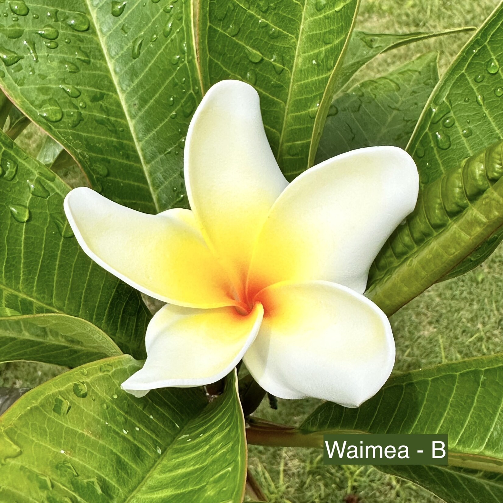 Puka Surf Co. Hawaii Waimea - 3.75” Plumeria Hairpick