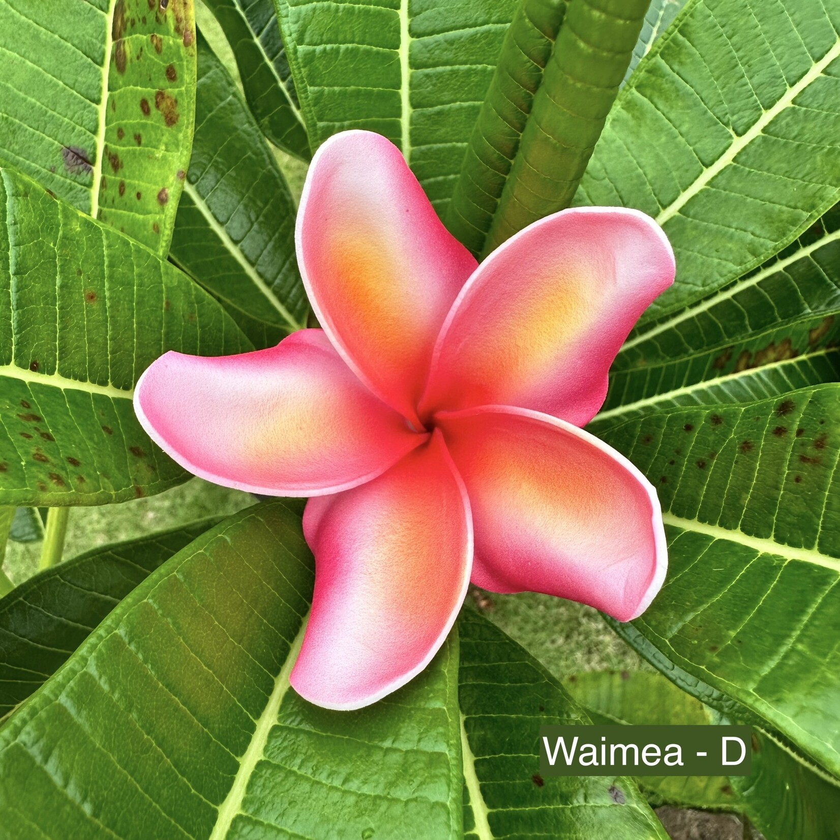 Puka Surf Co. Hawaii Waimea - 3.75” Plumeria Hairpick